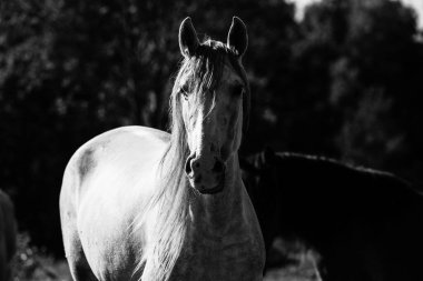 Beyaz tay bir çayırda duruyor