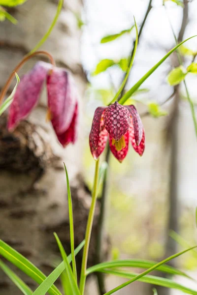 Ağaç gövdesine sürtünme çiçeğinin yaklaşması