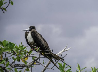 Büyük Fırkateyn Kuşu Isabela Adası yakınlarında görüldü, Galapagos Adaları, Ekvador