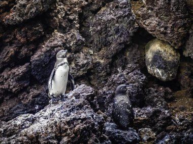 Cute Galapagos Penguins resting along the shore near Isabela Island in Galapagos Islands, Ecuador clipart