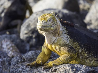Güzel bir erkek arazi iguana Galapagos Adaları, Ekvador tespit