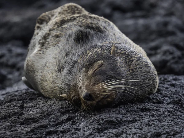 Galapagos Fur Seal sleeping on rocks — Stock Photo, Image
