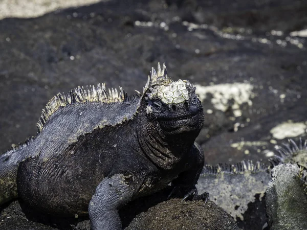 Iguanas marinhas banhos de sol perto das Ilhas Galápagos, Equador — Fotografia de Stock