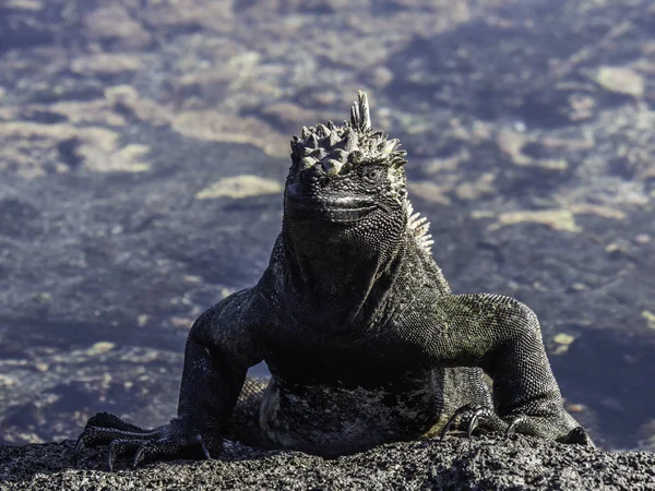 Galapagos Adaları yakınlarında güneşlenen deniz iguanaları, Ekvador — Stok fotoğraf