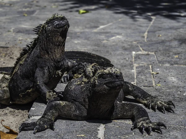 Duas iguanas marinhas tomando banho de sol perto das Ilhas Galápagos, Equador — Fotografia de Stock