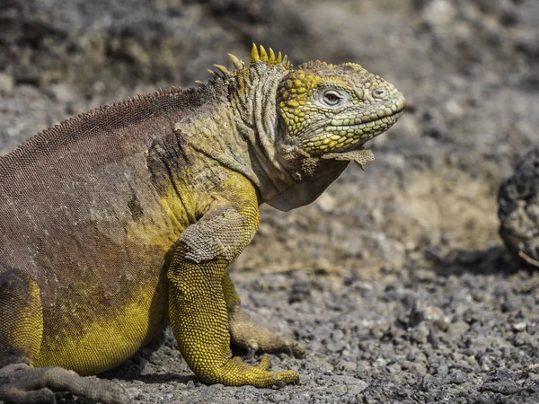 Galapagos adasında parlak sarı deri ile bir erkek yetişkin arazi iguana güzel yakın çekim, Ekvador