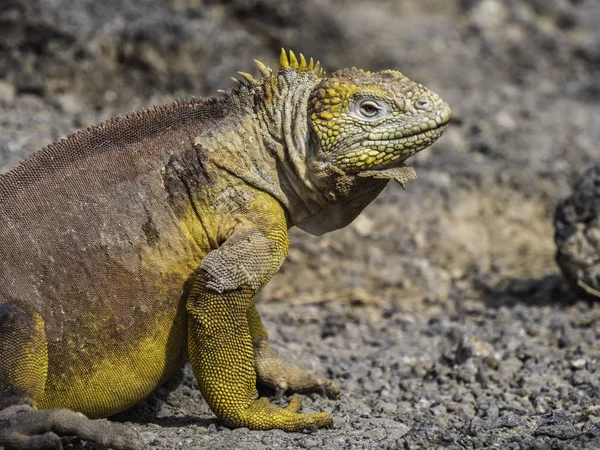 Belo Close Uma Iguana Terra Adulta Masculina Com Pele Amarela — Fotografia de Stock