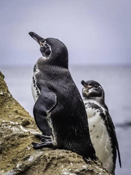 Galapagos Adaları, Ekvador Isabela Adası yakınlarında kıyı boyunca dinlenme Sevimli Galapagos Penguenler