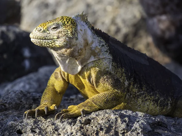 Nádherná Blízká Mužská Země Leguána Jasně Žlutou Kůží Ostrově Galapagos — Stock fotografie