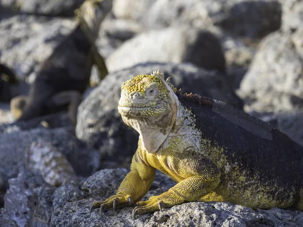 Nádherná Blízká Mužská Země Leguána Jasně Žlutou Kůží Ostrově Galapagos — Stock fotografie