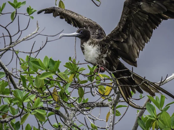 Nagy Frigate Bird terjed a szárnyak foltos közelében Isabela-sziget, Galápagos-szigetek, Ecuador — Stock Fotó