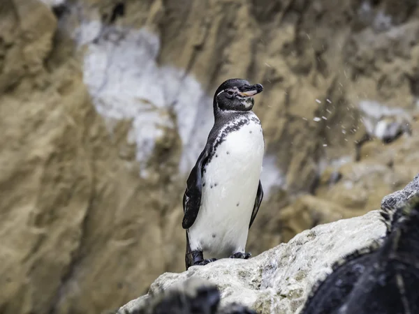 Galapagos Adaları, Ekvador Isabela Adası yakınlarında kıyı boyunca dinlenme Sevimli Galapagos Penguenler