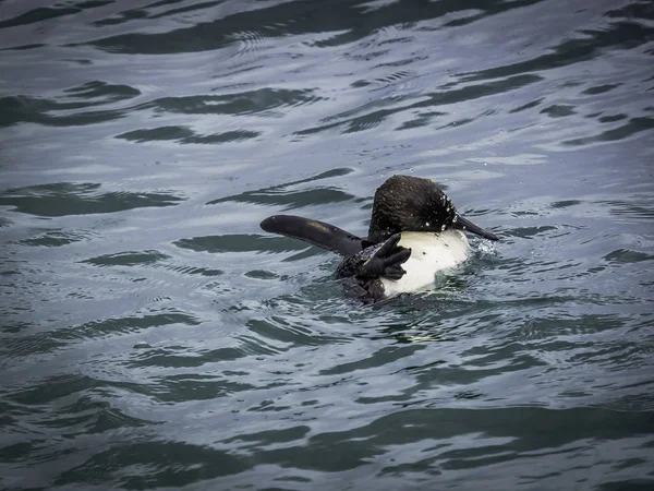 Galapagos pingvin vesz egy fürdőt a tengerben — Stock Fotó