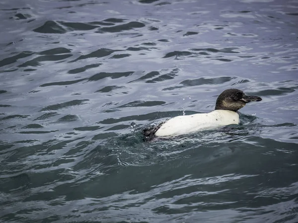 Галапагоський пінгвін приймаючи ванну у море — стокове фото