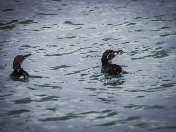 Galapagos pingvinek úszni a tengerben — Stock Fotó