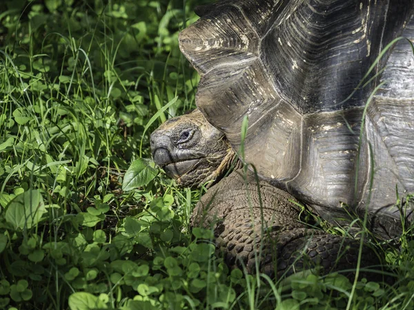 Santa Cruz Adası, Galapagos Adaları, Ekvador yaylasında güzel bir Dev Kaplumbağa yakın