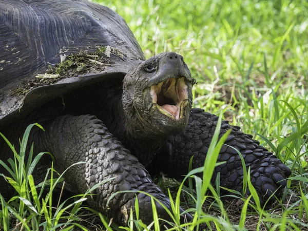 Santa Cruz Adası, Galapagos Adaları, Ekvador yaylasında güzel bir Dev Kaplumbağa yakın