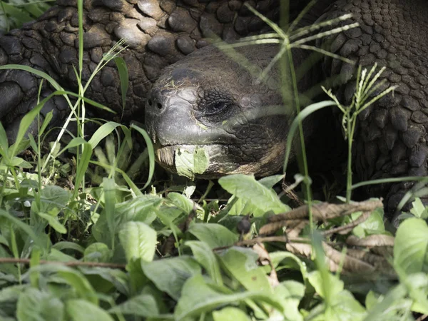 Blízká krásná želva v Highland na ostrově Santa Cruz na ostrovech Galapagos v Ekvádoru — Stock fotografie