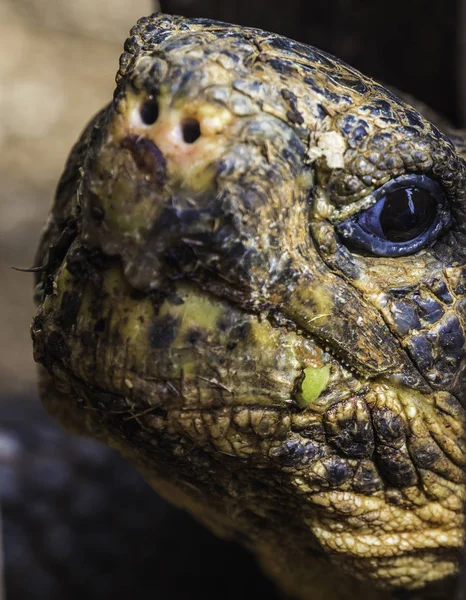 Close up de uma bela tartaruga gigante no planalto da Ilha de Santa Cruz, Ilhas Galápagos, Equador — Fotografia de Stock