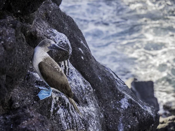 Gyönyörű kék lábú szula pihen a parton a Isabela-sziget közelében, Galápagos-szigetek, Ecuador — Stock Fotó