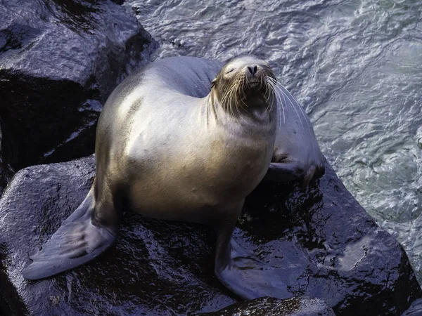 Cute Galapagos Sea Lions resting with his eyes close