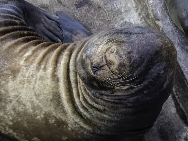 Sevimli Galapagos Deniz Aslanları gözleri kapalı dinleniyor