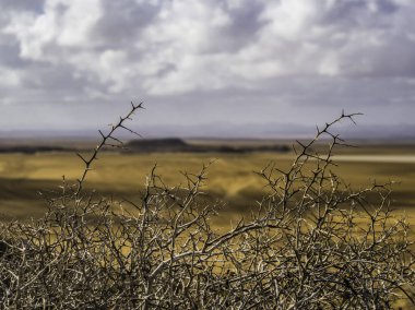La Guajira Çölü Kolombiya üzerinde dikenli bitkiler