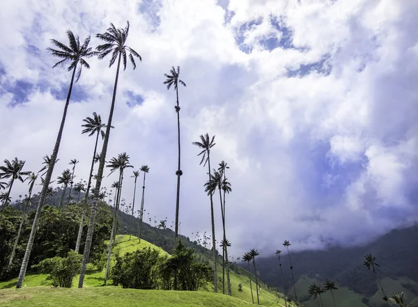 Salento Valle del Cocora güzel dağlık sahne, Kolombiya