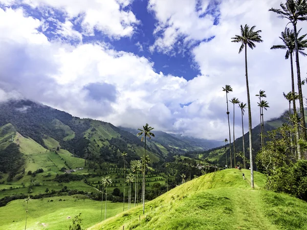 Salento Valle del Cocora güzel dağlık sahne, Kolombiya