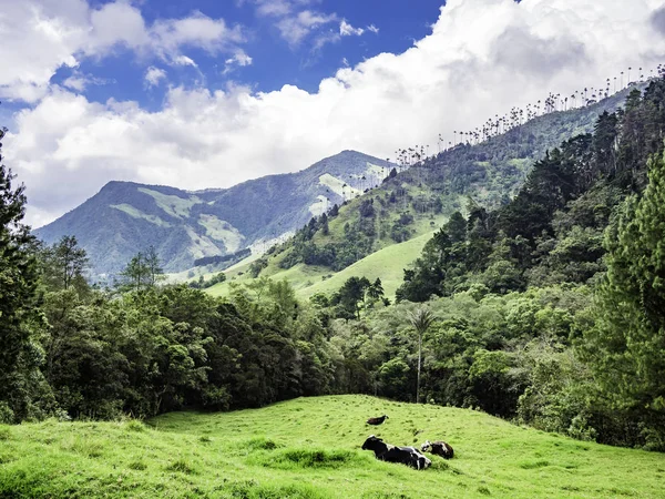 サレント、コロンビアのヴァッレ・デル・ココラの美しい山岳風景 — ストック写真