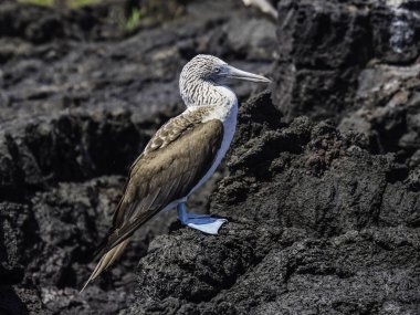 Güzel Mavi ayaklı Bubi Isabela Adası, Galapagos Adaları, Ekvador yakınlarındaki kıyıda istirahat