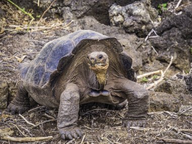 Santa Cruz Adası, Galapagos Adaları, Ekvador yaylasında güzel bir Dev Kaplumbağa yakın