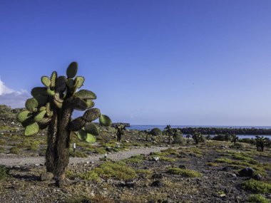 South Plaza Island, Galapagos, Ekvador dev Dikenli Armut Kaktüs ile güzel sahne