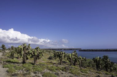 South Plaza Island, Galapagos, Ekvador dev Dikenli Armut Kaktüs ile güzel sahne
