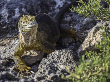 Güzel bir erkek arazi iguana Galapagos Adaları, Ekvador tespit