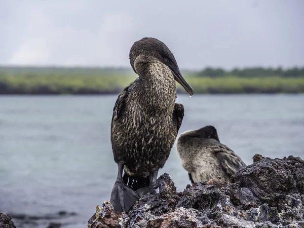 Wunderschöner flugunfähiger Kormoran auf Galapagos-Insel Ecuador — Stockfoto