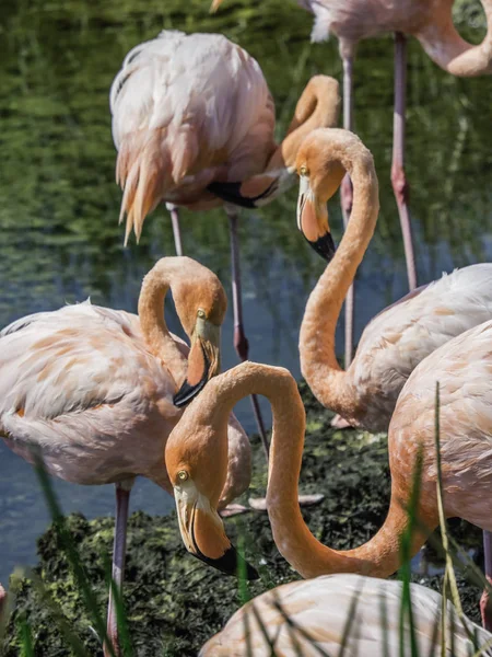 Isabela Adası'nda görülen Güzel Büyük Galapagos Flamingolar Grubu, Galapagos Adası, Ekvador