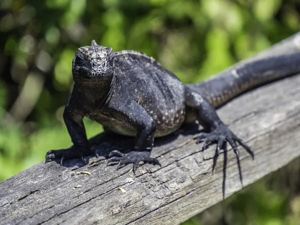 Iguana marinha adolescente tomando banho de sol perto das Ilhas Galápagos, Equador — Fotografia de Stock