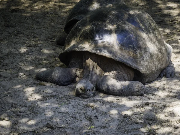 Santa Cruz Adası, Galapagos Adaları, Ekvador yaylasında güzel bir Dev Kaplumbağa yakın