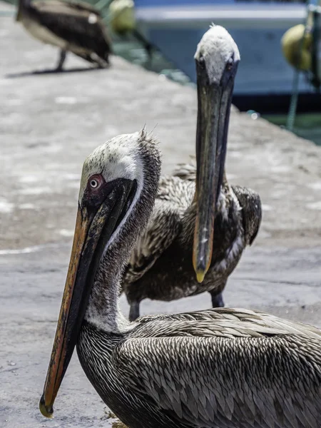 Két gyönyörű Brown Pelicans észrevette, közel Santa Cruz-sziget, Galápagos-szigetek, Ecuador — Stock Fotó