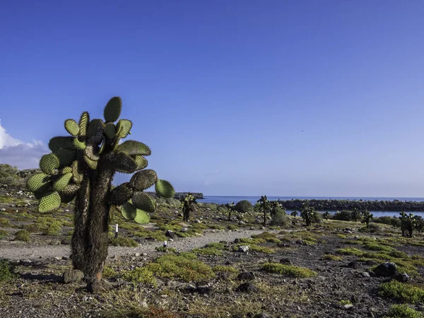 Piękna sceneria z olbrzymiego Kaktus Opuncji na South Plaza Island, Galapagos, Ekwador — Zdjęcie stockowe