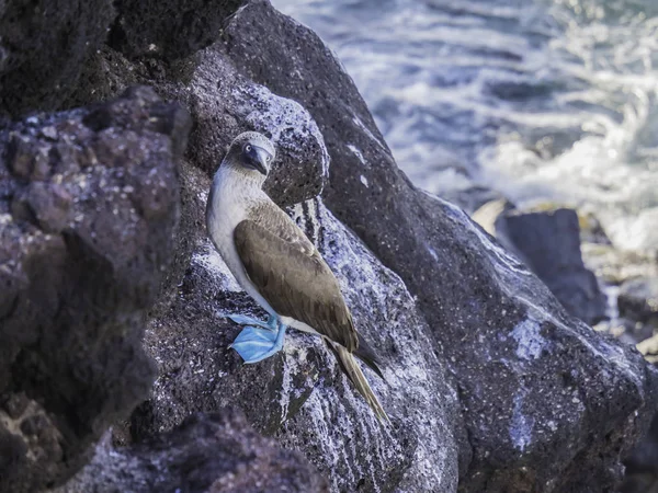 Güzel Mavi ayaklı Bubi Isabela Adası, Galapagos Adaları, Ekvador yakınlarındaki kıyıda istirahat