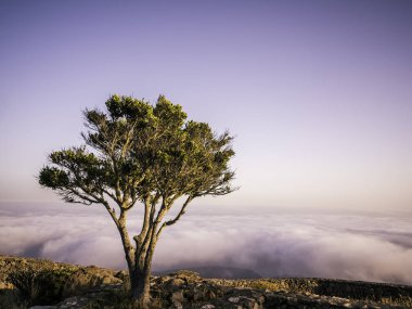 Gün batımında bulutların üzerinde bir dağın tepesinde tek bir ağaç