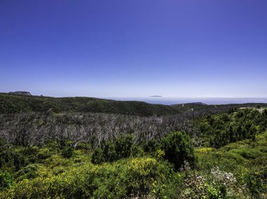 İspanya La Gomera Kanarya Adaları'ndaki Garajonay Milli Parkı'nda yanmış bir ormanın manzarası