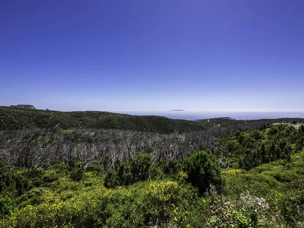 İspanya La Gomera Kanarya Adaları'ndaki Garajonay Milli Parkı'nda yanmış bir ormanın manzarası