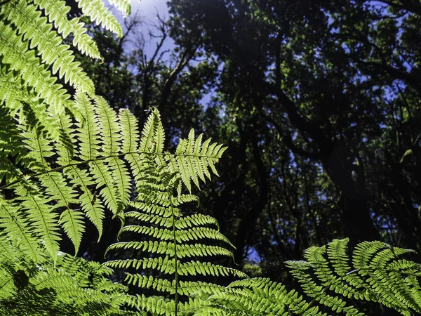 La Gomera'daki Garajonay Milli Parkı yakınlarındaki El Cedro Ormanı'nın masalsı büyülü ormanının manzarası, Kanarya Adaları, İspanya