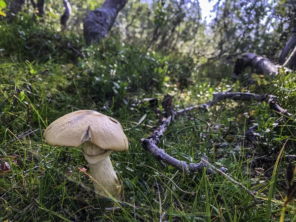 Дикий гриб, найденный в лесу осенью — стоковое фото