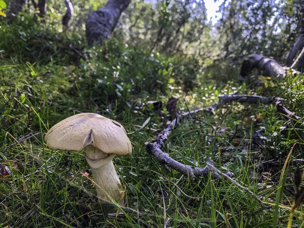 Seta silvestre encontrada en un bosque durante el otoño — Foto de Stock