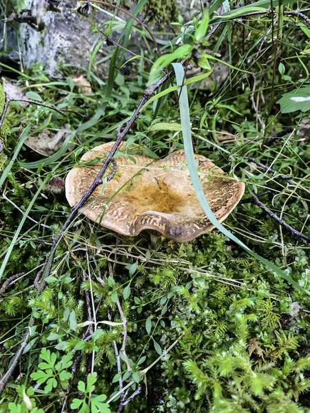 Sonbaharda ormanda yabani mantar bulundu