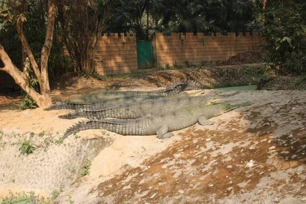 Gharial Löytyy Sisävesien Intiassa — kuvapankkivalokuva